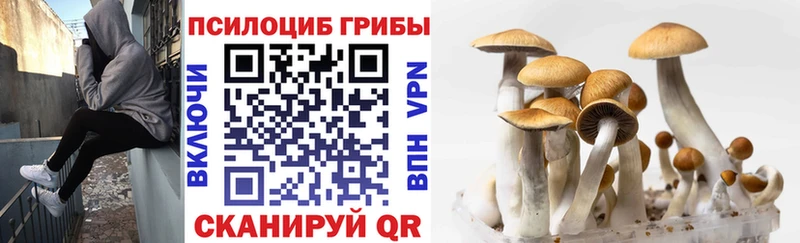 кракен онион купить наркотик Вольск Псилоцибиновые грибы MAGIC MUSHROOMS